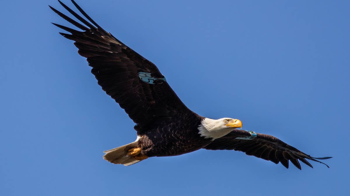 Bald Eagle Deaths in Michigan: Feds Seek Help After 5 Found Dead