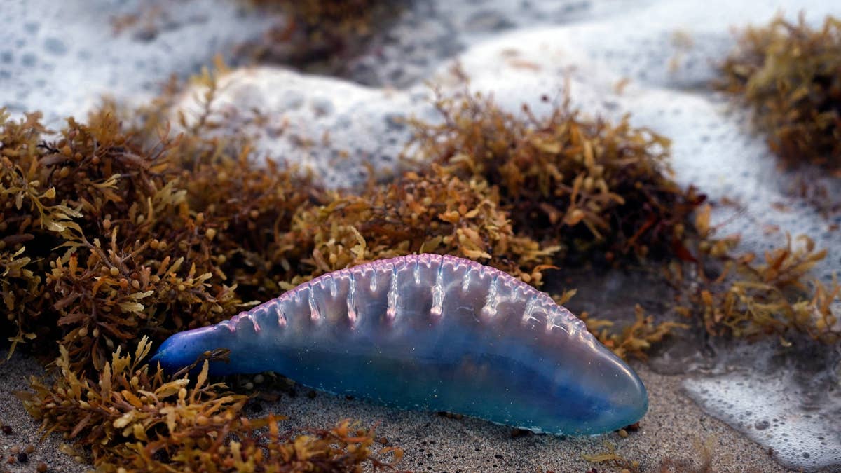 Beach Alert: Three Gulf States Issue Warnings as Portuguese Man O' War Returns