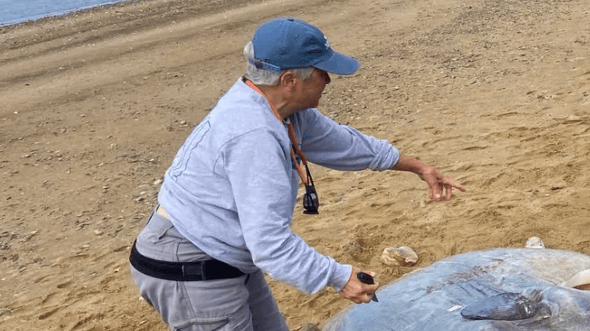 A person in a blue hat and grey sweatshirt points at a large ocean sunfish on a sandy beach.
