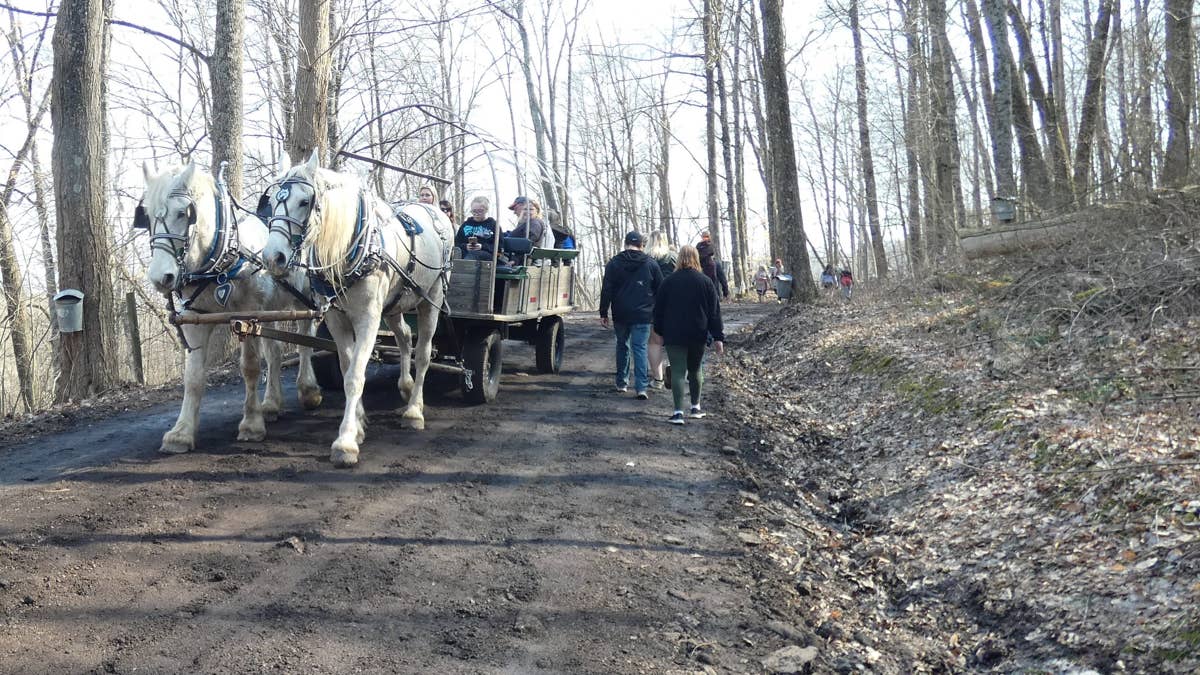 Central Park Carriage Horse Collapse Leaves Onlookers Traumatized
