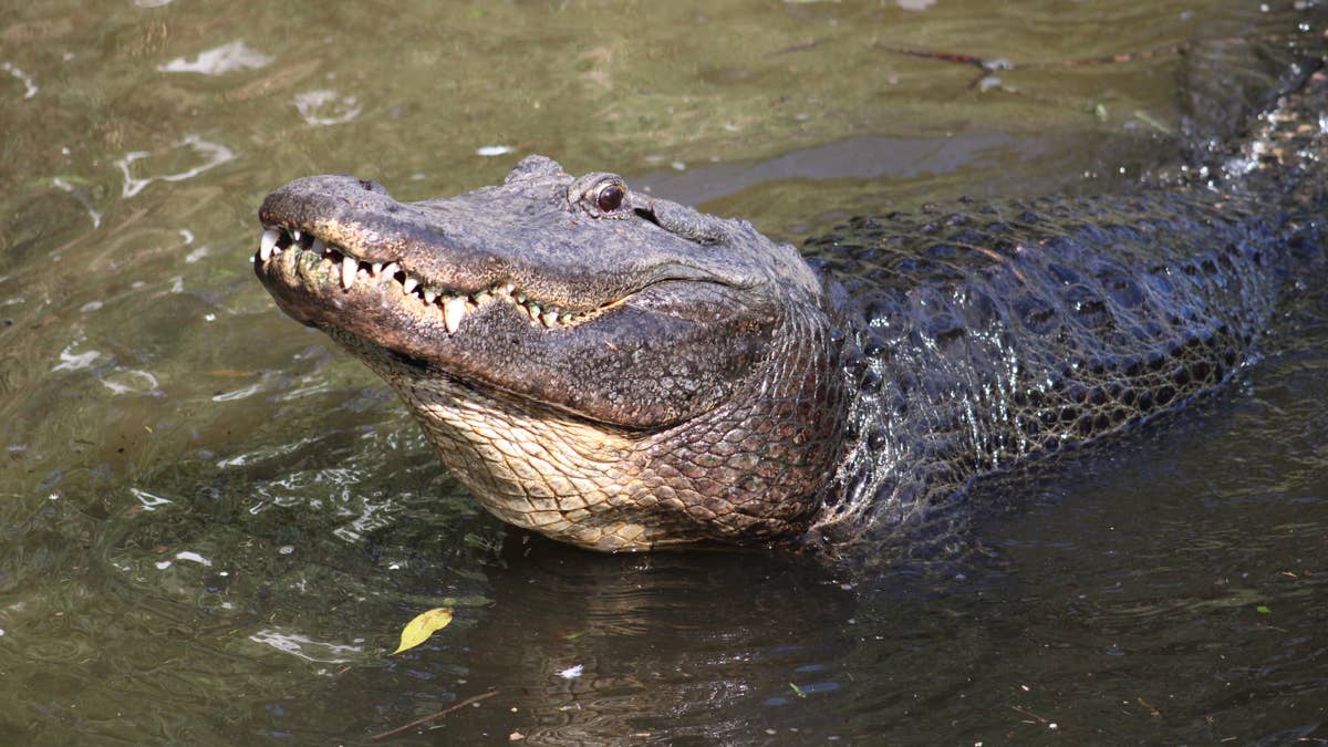 Deputy's Daughter Killed in Freak I-95 Crash After Swerving to Avoid Alligator
