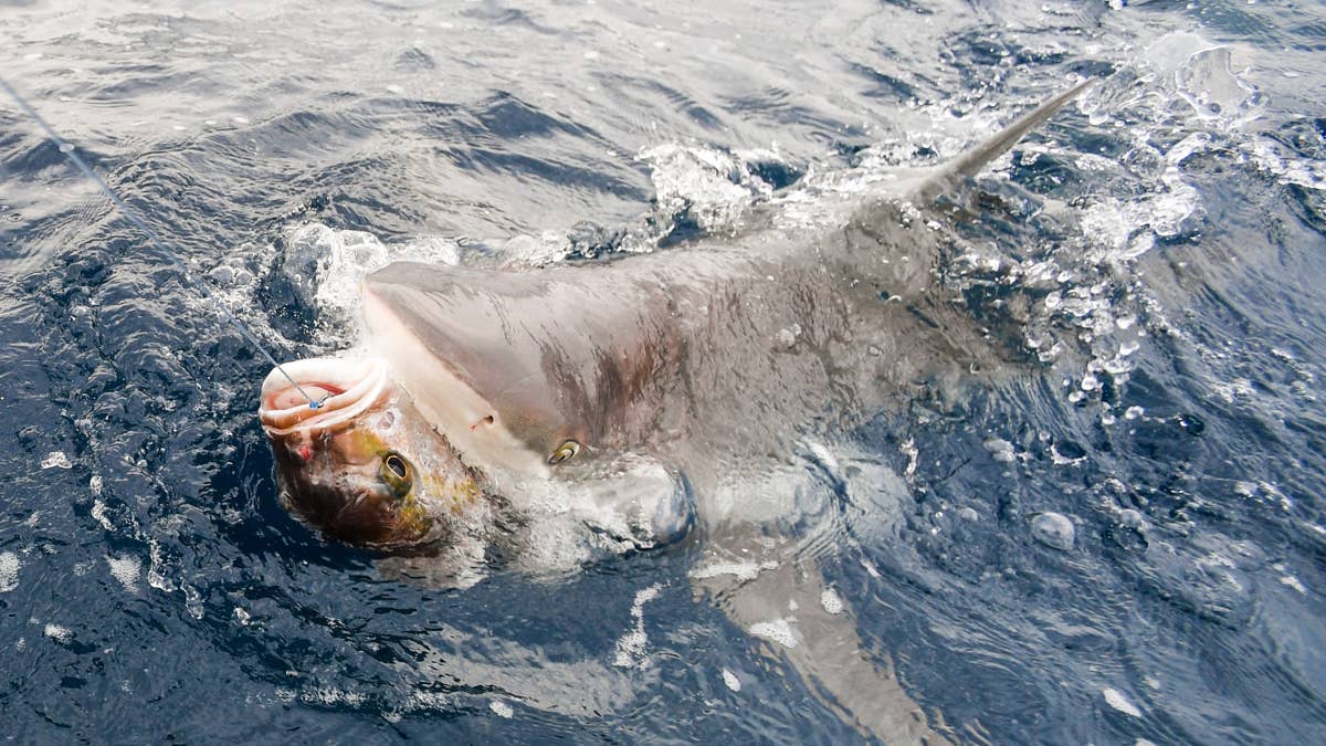 Fourth of July Weekend: Sharks Spotted at Rockaway Beach, Officials Close Sections