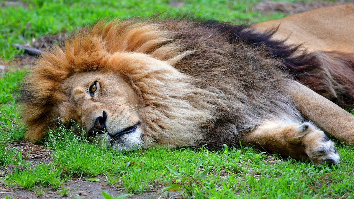 Heat Stress Blamed for Death of Three Lions at Tokyo Zoo