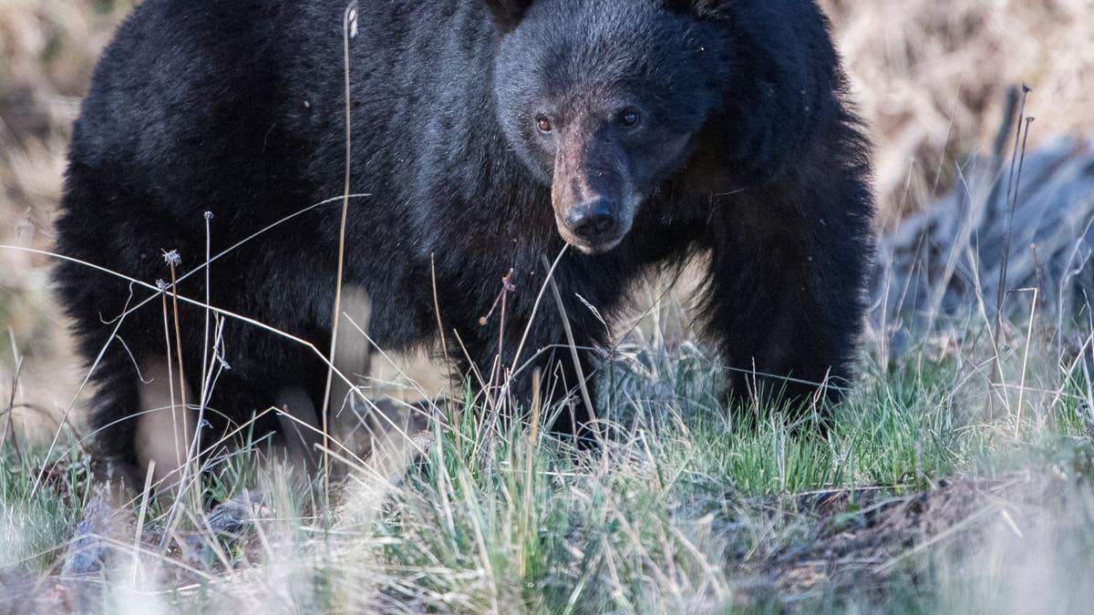 Hiker in Glacier National Park Killed in Suspected Bear Attack
