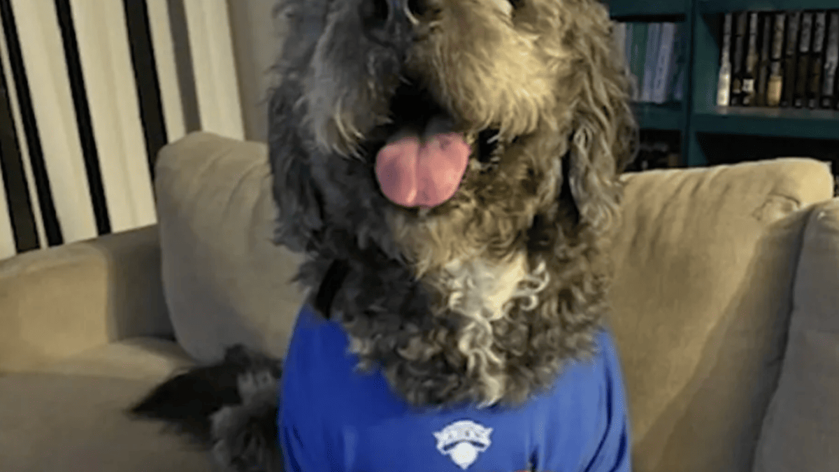 Knicks Fan's Title Celebration Turns Tragic as Beloved Dog Shot by Police