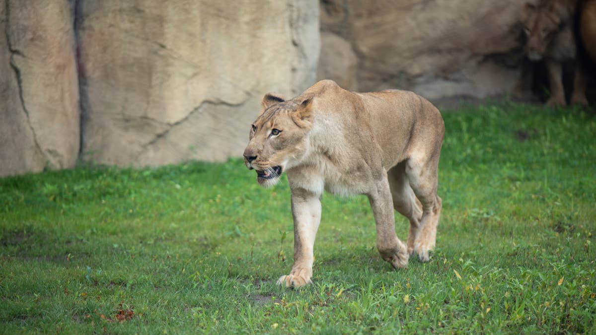 Manhunt in Indiana as 300-Pound Lioness and Cub Roam Free