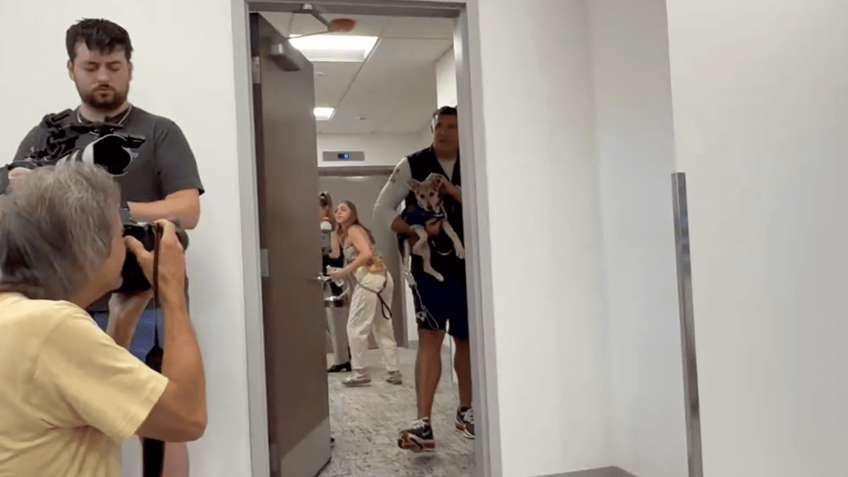 Mike Vrabel's Puppy Shield Stuns NFL Fans as Scandal Fallout Continues