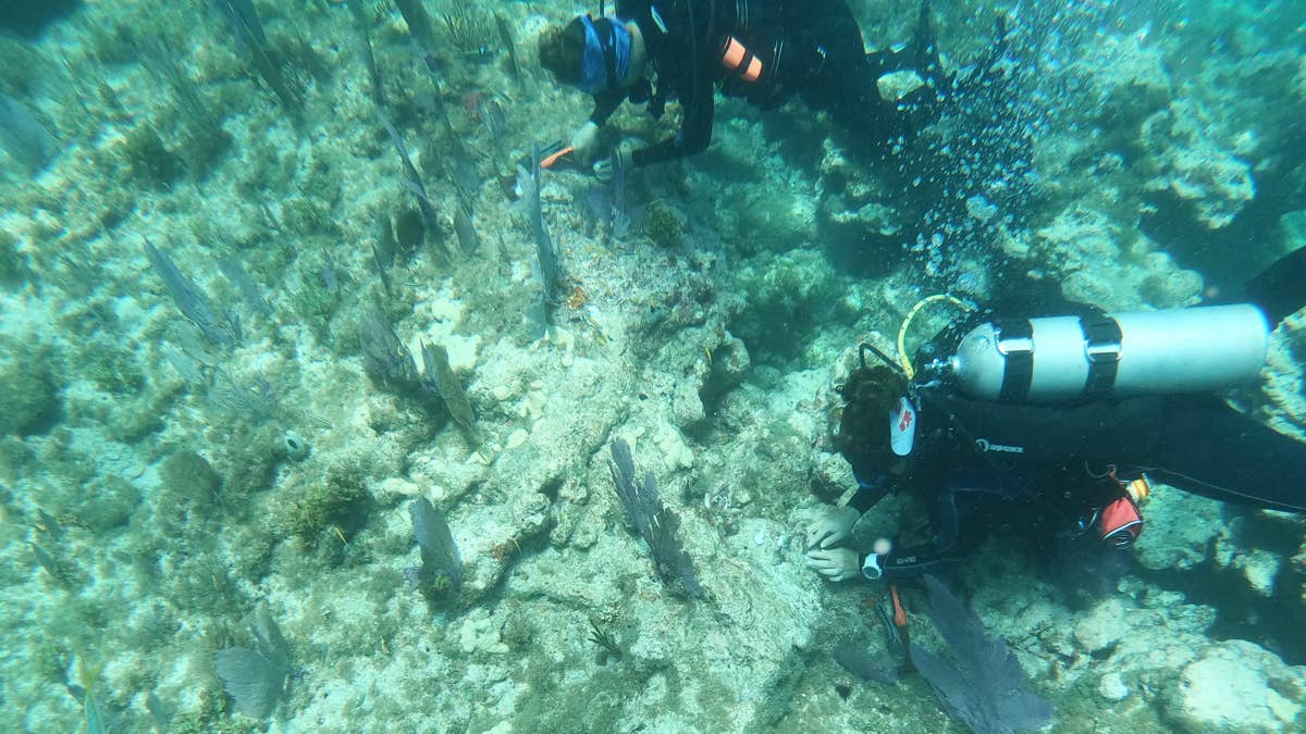 Military Diver Dies in Perilous Mission to Recover 5 Missing Italians in Maldives Cave