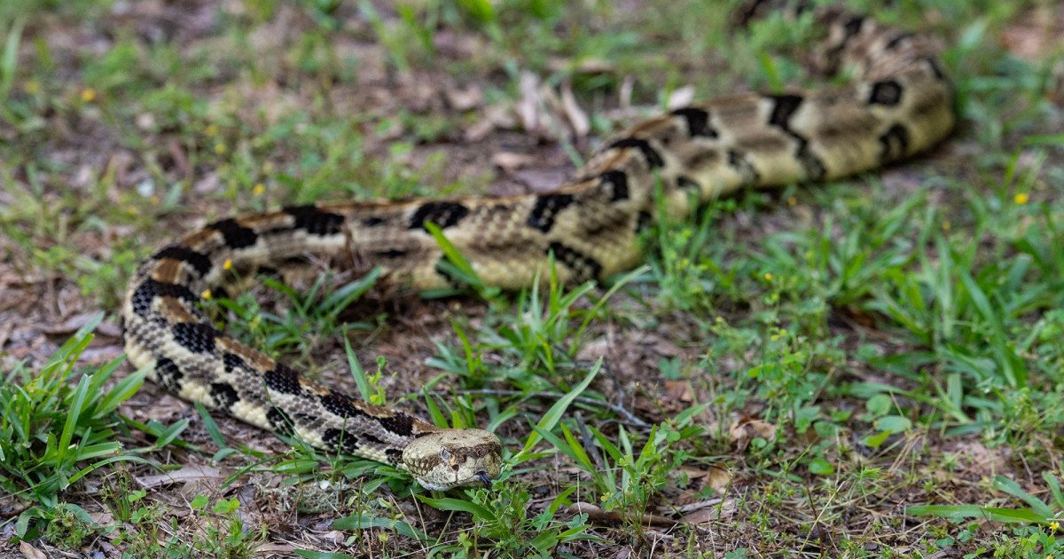 Outdoor Alert: U.S. Issues Critical Snake Safety Warning After Tragic Cyclist Death