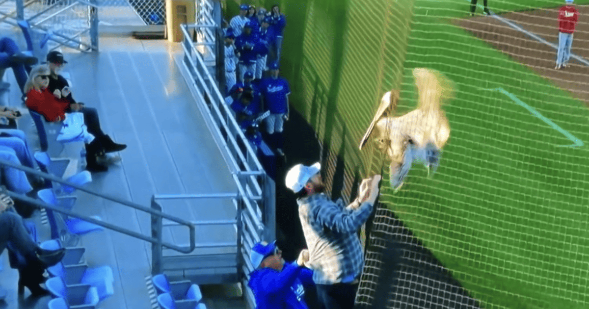 Pelican Halts College Baseball Game in Bizarre Mid-Inning Interruption