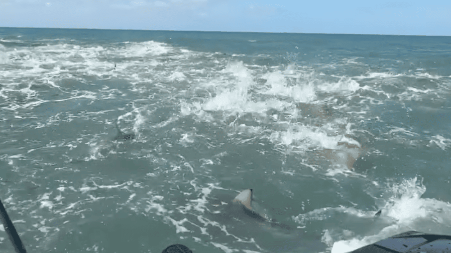 Shark Frenzy Video Sparks Urgent U.S. Safety Alert for Coastal Waters