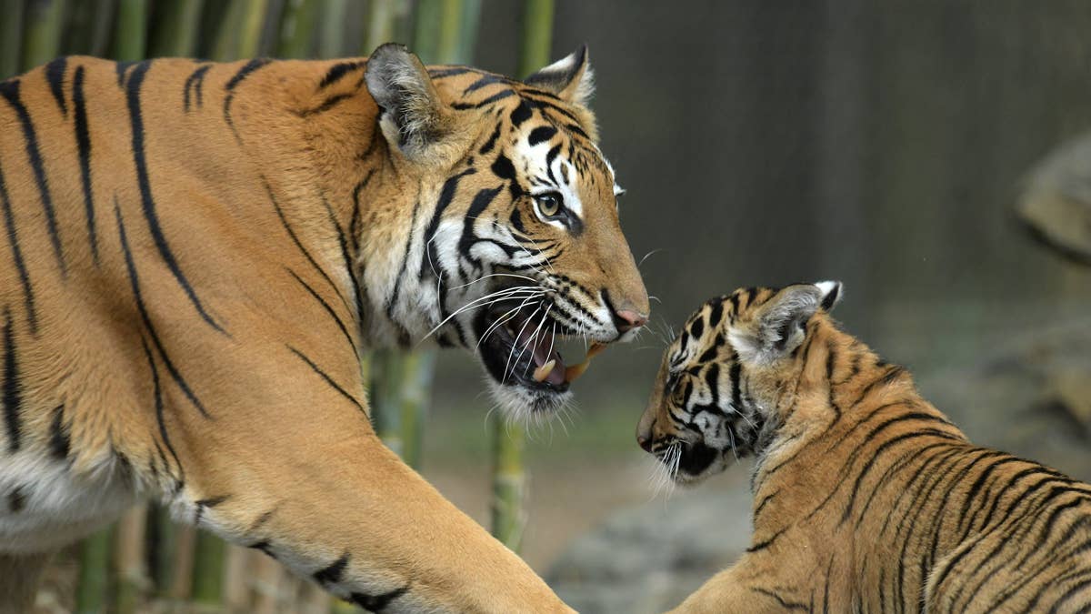 Visitor Dies After Entering Tiger Enclosure at Yorkshire Wildlife Park