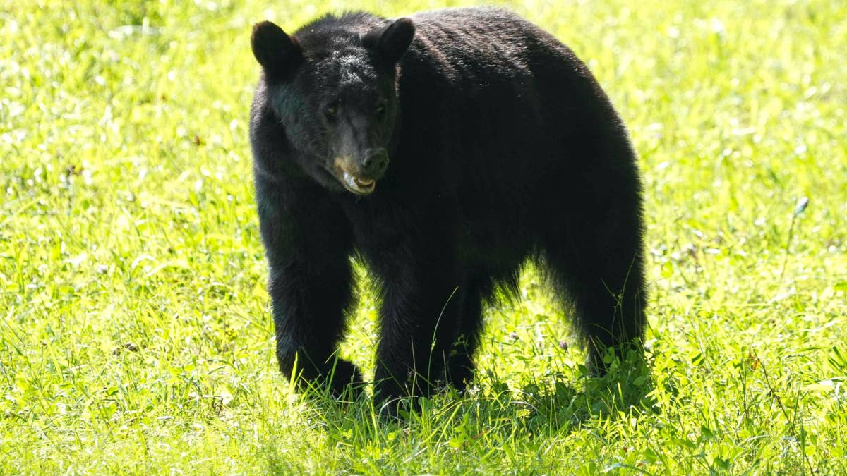 Woman's Dog Loses Massive Amount of Blood in Alaska Bear Attack