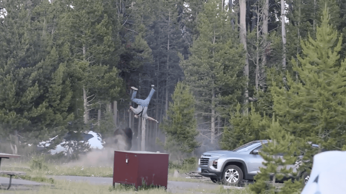 Yellowstone Bison Attack Prompts Urgent Safety Warning for Visitors